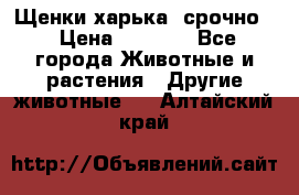 Щенки харька! срочно. › Цена ­ 5 000 - Все города Животные и растения » Другие животные   . Алтайский край